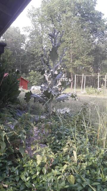 Фото номера Шале Лоджи Leśna Chata г. Podłęże Królewskie 13